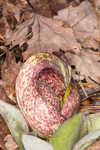 Skunk cabbage